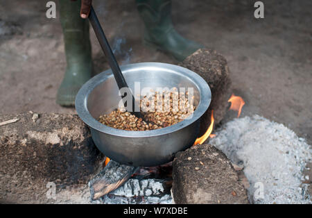 Il caffè (Coffea arabica) Fagioli tostatura su un fuoco, Tanzania Africa Orientale. Foto Stock