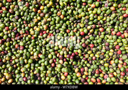 Buni caffè (Coffea arabica) essiccamento su vassoi all'esterno. Azienda agricola commerciale, Tanzania Africa Orientale. Foto Stock