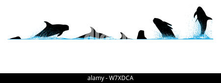 Illustrazione delle immersioni e violare il comportamento di Risso (Dolphin Grampus griseus). Foto Stock