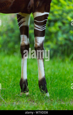 Okapi (Okapia johnstoni) close up di strisce sulle gambe anteriori, prigionieri si verifica nella Foresta Pluviale di Ituri, nella Repubblica democratica del Congo. Foto Stock