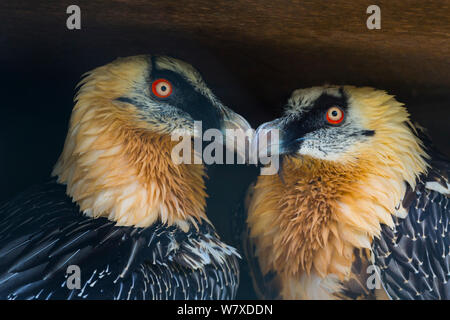 Gipeto (Gypaetus barbatus) captive, avviene in Eurasia e Africa. Foto Stock