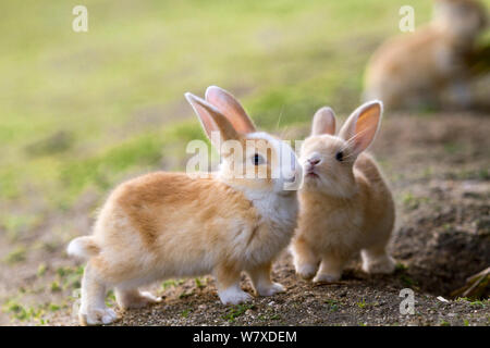 Feral conigli domestici (oryctolagus cuniculus) interagenti, Okunojima isola, conosciuta anche come isola dei Conigli, Hiroshima, Giappone. Foto Stock