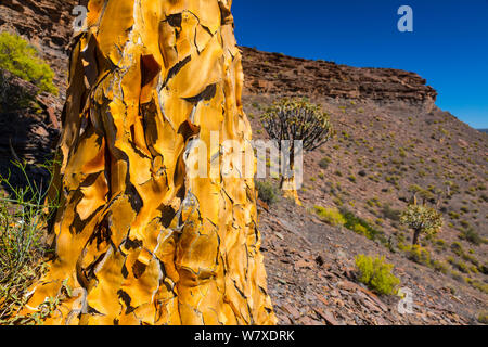 Faretra tree (Aloe dichotoma) Kocurboom foresta, Nieuwoudtville, Namaqualand, nel nord della provincia del Capo, in Sud Africa, settembre 2012. Foto Stock