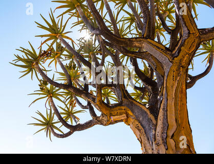 Faretra tree (Aloe dichotoma) Kocurboom foresta, Nieuwoudtville, Namaqualand, nel nord della provincia del Capo, in Sud Africa, settembre 2012. Foto Stock