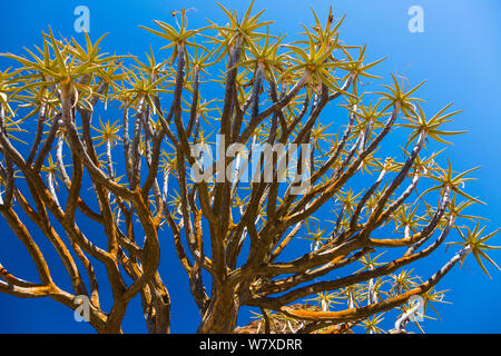 Faretra tree (Aloe dichotoma) Kocurboom foresta, Nieuwoudtville, Namaqualand, nel nord della provincia del Capo, in Sud Africa, settembre 2012. Foto Stock