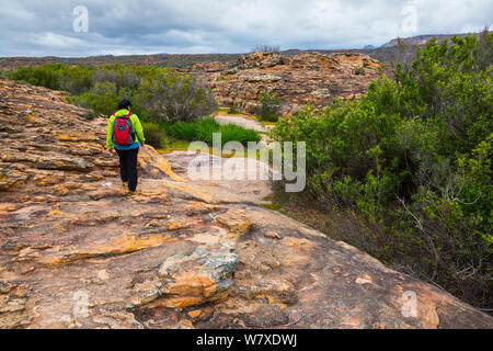 Escursionista in Sevilla Bushman Arte Rock Trail, Clanwilliam, montagne Cederberg, provincia del Capo Occidentale, Sud Africa, settembre 2012. Foto Stock