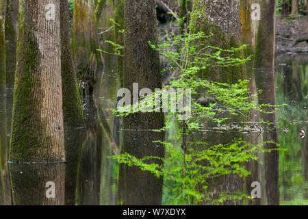 Un piccolo intestino o creek lungo il Sentiero del Fiume in Congaree National Park, Sud Carolina, Stati Uniti d'America. Foto Stock