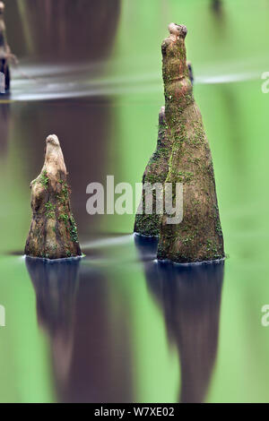 Cipresso calvo (Taxodium distichum) ginocchia in Congaree National Park, Sud Carolina, Stati Uniti d'America. Foto Stock