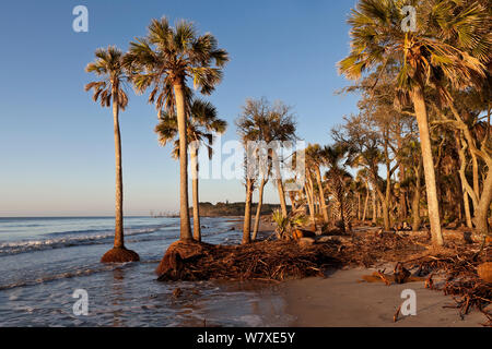 Alberi di palma nell'Oceano Atlantico a causa di erosione costiera, caccia Island State Park, Sud Carolina, Stati Uniti d'America. Foto Stock