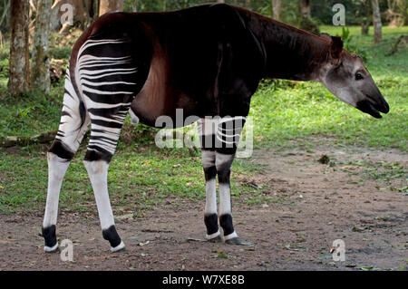 Okapi (Okapia johnstoni) in cattività nella Epulu riserva naturale di Okapi, Sito Patrimonio Mondiale dell'UNESCO, foresta di Ituri, nella Repubblica democratica del Congo. Foto Stock