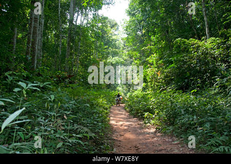 La strada attraverso la foresta pluviale di Ituri, nella Repubblica democratica del Congo, Africa, dicembre 2011. Foto Stock