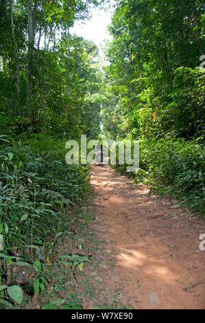 La strada attraverso la foresta pluviale di Ituri, nella Repubblica democratica del Congo, Africa, dicembre 2011. Foto Stock