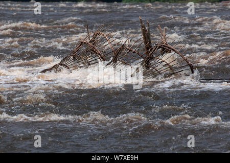 Cesto di pesce trappole impostato sul fiume Ituri vicino villaggio Bomili, Foresta Pluviale di Ituri, nella Repubblica democratica del Congo, dicembre 2011. Foto Stock