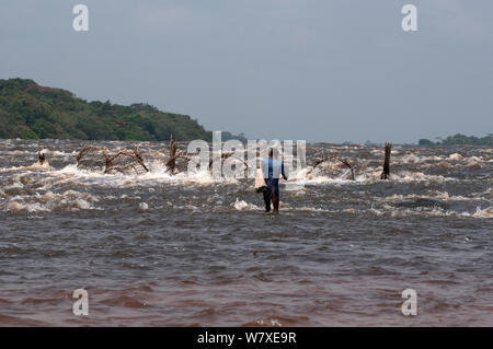 Uomo che cammina con net verso il cesto di pesce trappole impostato sul fiume Ituri vicino villaggio Bomili, Foresta Pluviale di Ituri, nella Repubblica democratica del Congo, dicembre 2011. Foto Stock