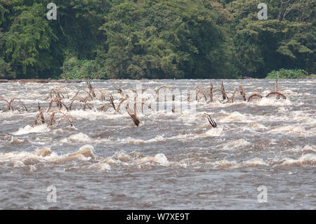 Cesto di pesce trappole impostato sul fiume Ituri vicino villaggio Bomili, Foresta Pluviale di Ituri, nella Repubblica democratica del Congo, dicembre 2011. Foto Stock