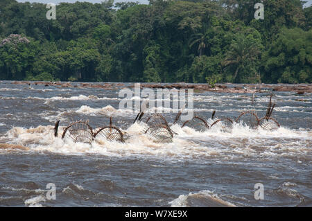 Cesto di pesce trappole impostato sul fiume Ituri vicino villaggio Bomili, Foresta Pluviale di Ituri, nella Repubblica democratica del Congo, dicembre 2011. Foto Stock