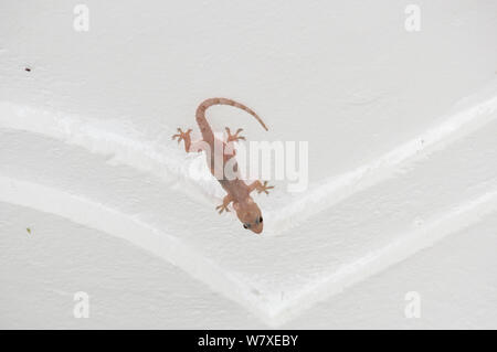 Casa tropicale gecko (Hemidactylus mabouia) con cisti di calcio memorizzati in guest house, la foresta pluviale di Ituri, Repubblica democratica di Africa. Foto Stock