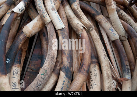 African Forest elephant (Loxodonta cyclotis) zanne accumulato prima di governo bruciare avorio con 6 tonnellate (del valore di 6 milioni di dollari) di avorio, Libreville, Gabon, 6 giugno 2012. Foto Stock