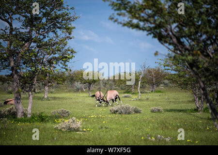 Due giovani Gemsbok / oryx (Oryx gazella) tori play-fighting. Il Parco Nazionale di Etosha, Namibia, marzo. Non-ex. Foto Stock