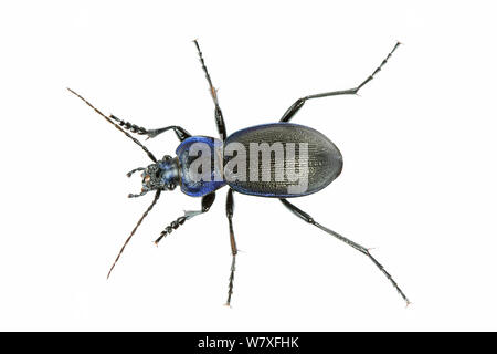 Massa (coleottero Carabus problematicus) Lombardia, Italia, Settembre. Progetto Meetyourneighbors.net Foto Stock