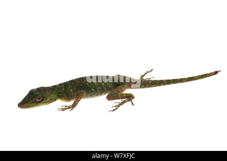 Verde Amazzonia (Anole Anolis punctatus), fiume Berbice, Guyana, Settembre. Progetto Meetyourneighbors.net. Foto Stock