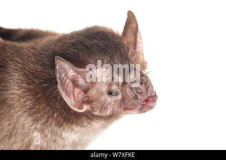 Vampire bat (Desmodus rotundus) ritratto, fiume Berbice, Guyana, Settembre. Progetto Meetyourneighbors.net. Foto Stock