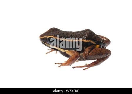 Brillante thighed veleno (rana Allobates femoralis), fiume Berbice, Guyana, Settembre. Progetto Meetyourneighbors.net. Foto Stock