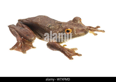 Gladiator raganella (Hypsiboas boans), fiume Berbice, Guyana, Settembre. Progetto Meetyourneighbors.net. Foto Stock