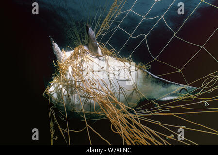 Manta Ray (Manta birostris) catturati in reti da imbrocco, Huatampo, Messico. Golfo di California, Mare di Cortez, Oceano Pacifico Foto Stock