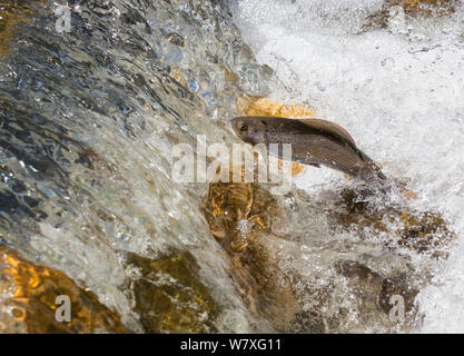 Arctic temolo (Thymallus arcticus) maschio saltando su rocce per raggiungere la cascata durante la deposizione delle uova annuale eseguire, North Park, Colorado, USA, Giugno. Foto Stock