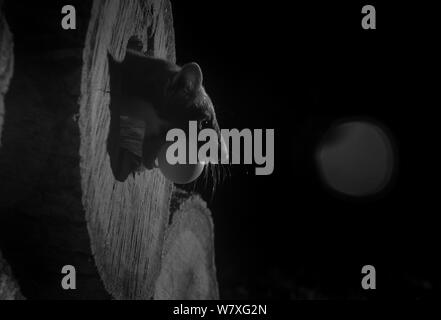 Martora (Martes martes) nel registro di cava con un uovo, scattata di notte con telecomando a infrarossi fotocamera trappola, Francia, ottobre. Foto Stock