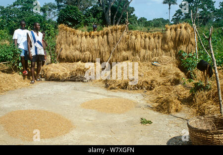 Appena raccolti di riso di essiccazione al sole. Port Loko distretto, Sierra Leone, 2004-2005. Foto Stock