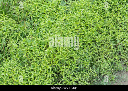 Fogliame, foglie di pepe acqua / Polygonum hydropiper = Persicaria hydropiper cresce a bordo del fiume. Una volta utilizzata come pianta medicinale in rimedi a base di erbe. Foto Stock