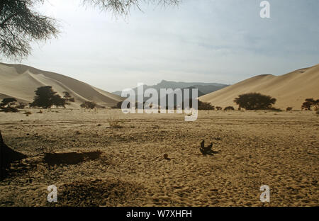 Paesaggio della centrale di deserto del Sahara, Niger, 2004. Foto Stock