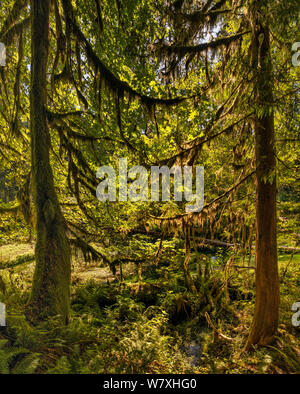 Hall di Mosè Trail, Hoh Rain Forest, il Parco Nazionale di Olympic, nello stato di Washington, USA Foto Stock