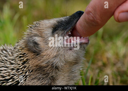 Unione riccio (Erinaceus europaeus) allevati a mano del bambino orfano di mordere dito umano, Jarfalla, Svezia Foto Stock