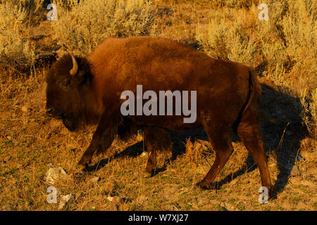 I bisonti americani (Bison bison) capretti, il Parco Nazionale di Yellowstone, Wyoming USA, ottobre. Foto Stock