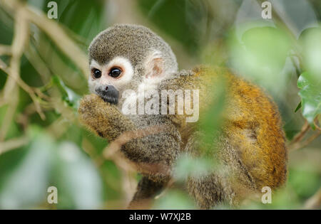 Scimmia di scoiattolo (Saimiri sciureus) alimentazione, Napo wildlife lodge, Amazonas, Ecuador, Sud America, Aprile. Foto Stock