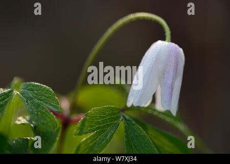 Legno (anemone Anemone nemorosa ,) Vosges, Francia, Marzo. Foto Stock