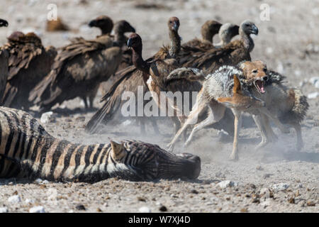 Nero-backed sciacalli (Canis mesomelas) litigando tra White-backed grifone (Gyps africanus) presso la carcassa di una femmina di Burchell&#39;s Zebra (Equus burchelli) che morì a causa di complicazioni durante il parto, il Parco Nazionale di Etosha, Namibia. Foto Stock