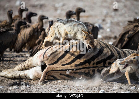 Nero-backed sciacalli (Canis mesomelas) litigando tra White-backed grifone (Gyps africanus) presso la carcassa di una femmina di Burchell&#39;s Zebra (Equus burchelli) che morì a causa di complicazioni durante il parto, il Parco Nazionale di Etosha, Namibia. Foto Stock