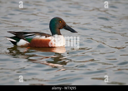 Northern mestolone (Anas clypeata) maschio nuoto, Anversa, Belgio, Aprile. Foto Stock