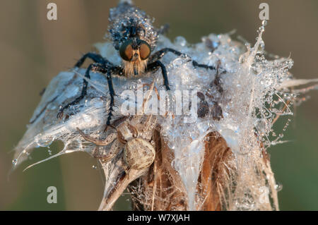 Incontro tra il rapinatore fly (Eutolmus rufibarbis) e ragno granchio (Xysticus audax) su una rugiada-coperto thistle, Inslag, Brasschaat, Belgio, Luglio. Foto Stock