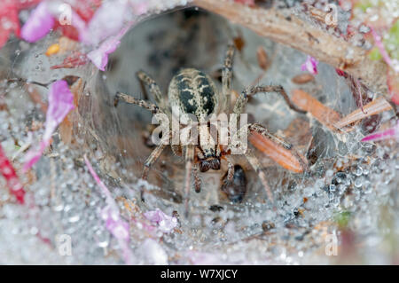 Imbuto-web spider (Agelena labyrinthica) nel web, Brasschaat, Belgio, Luglio. Foto Stock