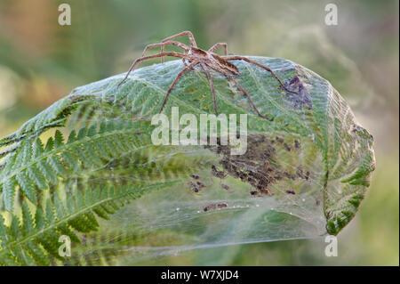 Vivaio-web spider (Pisaura mirabilis) femmina sulla parte superiore della foglia di felce nido con giovani ragni interno, Brasschaat, Belgio, Luglio. Foto Stock