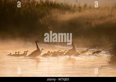 Oche del Canada (Branta canadensis) con grandi &#39;creche&#39; di goslings presso sunrise, Anversa, Belgio, maggio. Foto Stock