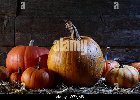 Zucche di Halloween nel vecchio fienile Foto Stock