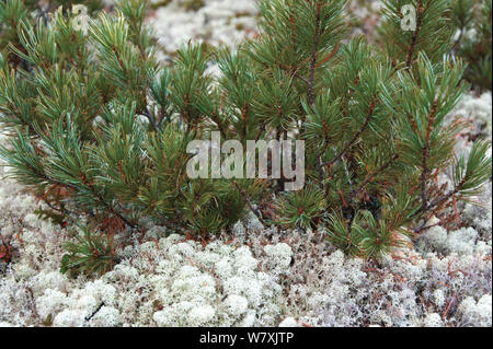 Siberian dwarf pine (Pinus pumila) Zabaikalsky Parco Nazionale/ Barguzin prezerv, Lago Baikal, Siberia, Russia, settembre 2013. Foto Stock
