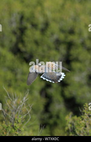 La tortora (Streptopelia turtur) in volo, in vista posteriore Lesbo, Grecia, maggio. Foto Stock