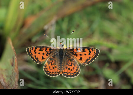 Lesser spotted fritillary (Melitaea trivia) Lesbo, Grecia, maggio. Foto Stock